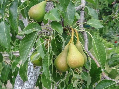 ripening Pear fruits growing on a pear tree branch in orchard