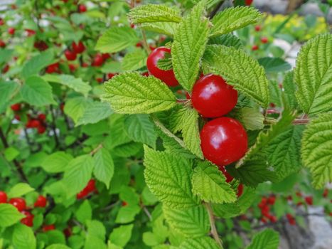 red Nanking Bush Cherry in a garden. Prunus tomentosa