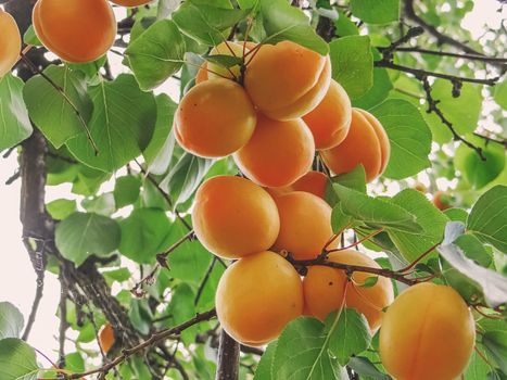 Ripe sweet apricot fruits growing on a apricot tree branch in orchard