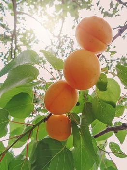 Ripe sweet apricot fruits growing on a apricot tree branch in orchard