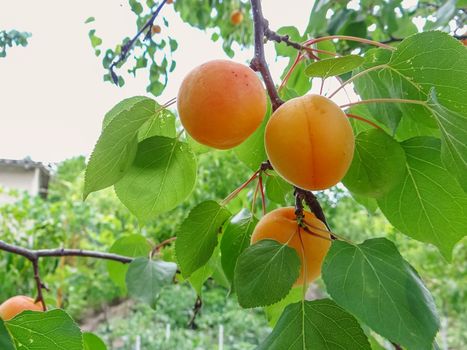 Ripe sweet apricot fruits growing on a apricot tree branch in orchard