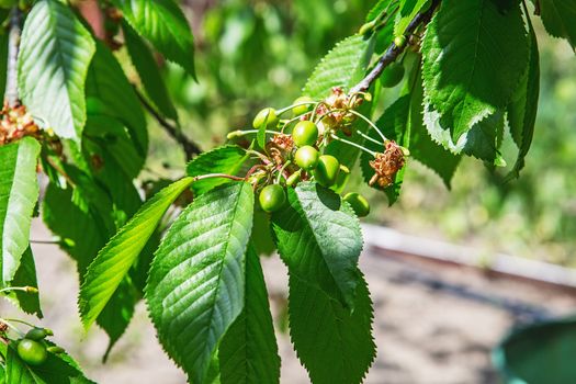 Ripening cherries on a tree in the garden on the farm. Unripe green fruit. Organic farming