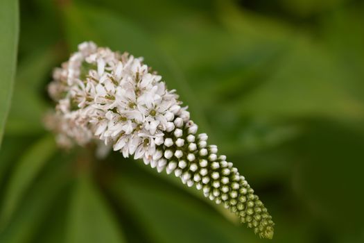 Close up of a gooseneck loosestrife flower - Latin name Lysimachia clethroides 