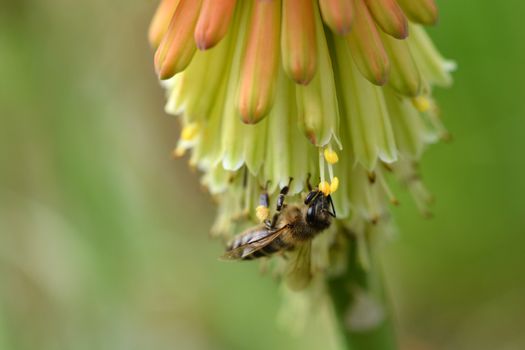 Close up of a bee on a torch lily flower - Latin name Kniphofia hybrida elegans
