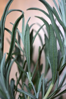 Close up of a  sage plant leaves