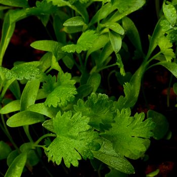 Young Leafs of Cilantro with Water Drops closeup on Blurred Greens. Focus on Foreground