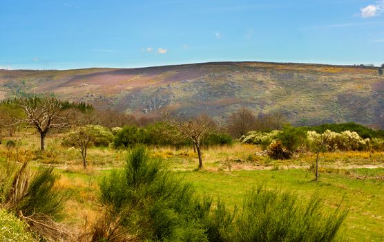 Portuguese Rustic Landscape with Green Grass, Various Shrubs and Small Olive Trees on Hills and Blue Sky background in Sunny Day Outdoors 