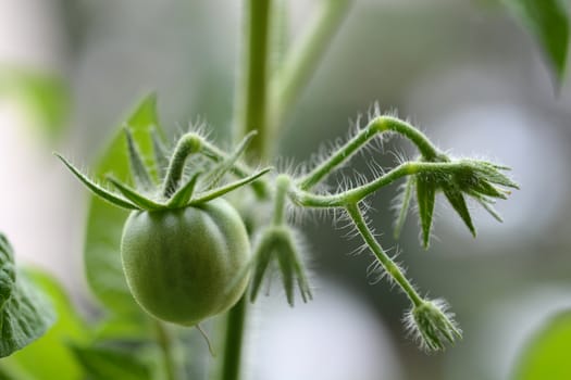 Close up of an unripe green tomato on a stem and some tomato flowers