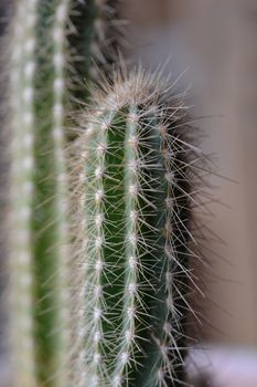 Close up of a green dusty cactus