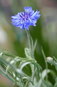 Close up of a blue cornflower flower - centaurea cyanus