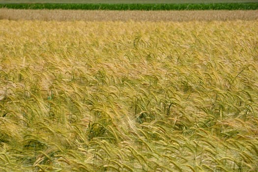 Detail of wheat field on a sunny day