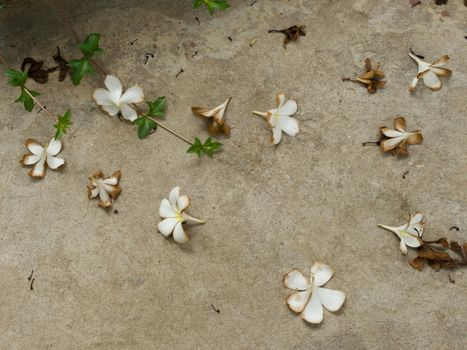 COLOR PHOTO OF FLOWERS ON THE CONCRETE GROUND