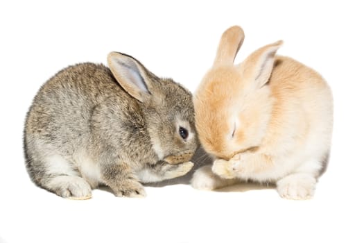 The picture shows a rabbit on a white background