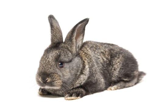 The picture shows a rabbit on a white background