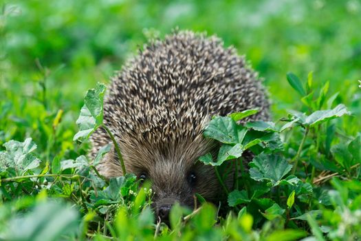 The picture shows a hedgehog on the grass