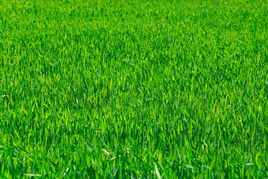 The picture shows the texture of the green grass