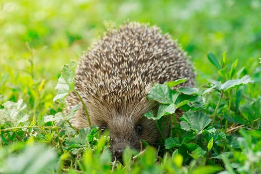 The picture shows a hedgehog on the grass
