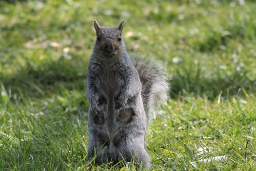 Gray squirrel