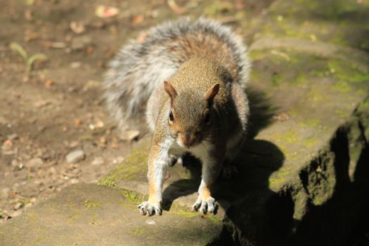 Gray squirrel