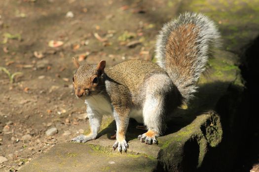 Gray squirrel