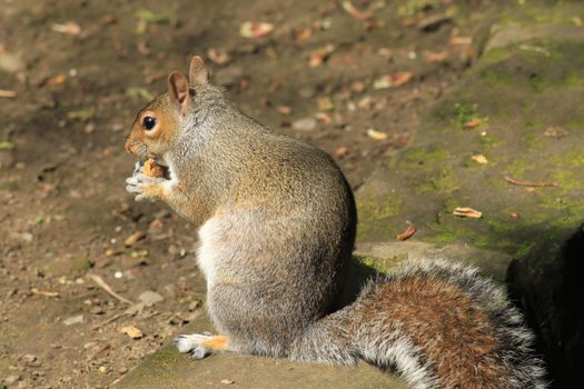 Gray squirrel