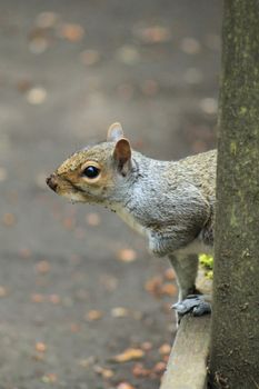 Gray squirrel