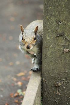 Gray squirrel