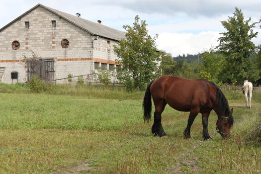 Horse near stables