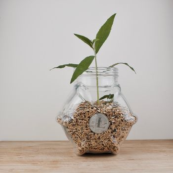 Digital currency physical silver litecoin coin in glass jar with seeds and green plant.
