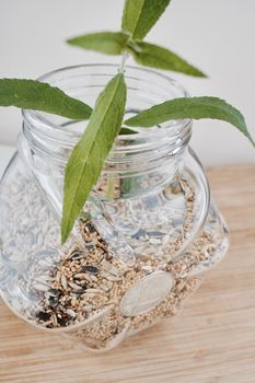 Digital currency physical silver Litecoin coin and green plant in glass jar with a seeds.