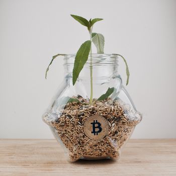 Digital currency physical gold bitcoin coin in jar with seeds and small green plant.