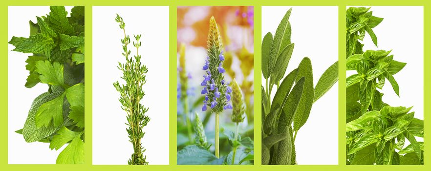 Set of organic healthy herbs basil, sage, chia, thyme,  parsley and mint as a panoramic banner