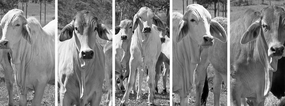 Black and white panoramic cow banner set with brahman cattle in rural Australia