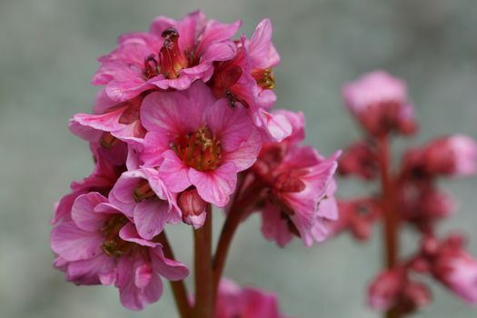 Bergenia, Bergenia hybride Morgenröte
