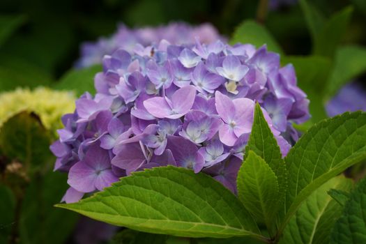 Penny mac, Hydrangea macrophylla