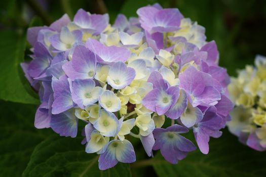 Penny mac, Hydrangea macrophylla