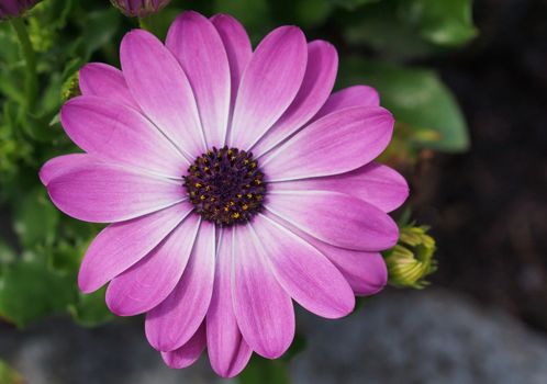 Cape daisy, Osteospermum