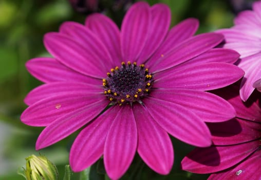 Cape daisy, Osteospermum