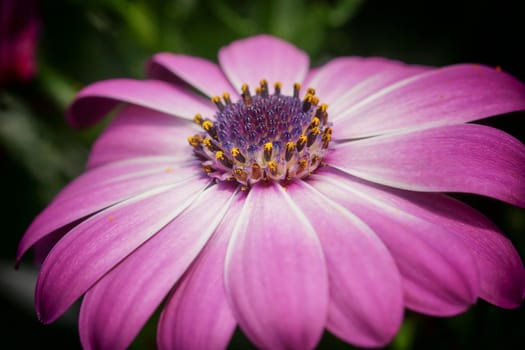 Cape daisy, Osteospermum
