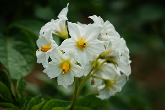 Blossom of potato plant, Solanum tuberosum