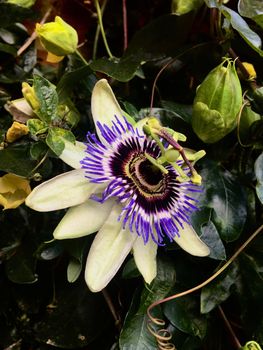 Green yellow black and purple flower in the pub. Green floral concept.