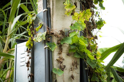 Vines on electric poles and power lines.