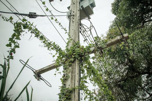 Vines on electric poles and power lines.