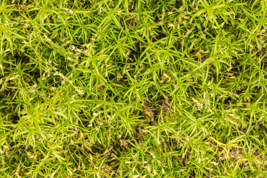Natural abstract background leaves ground-cover green plant close-up