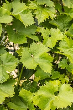 Natural background of green grape leaves closeup