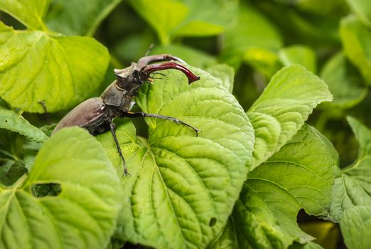Big black beetle with horns on green foliage