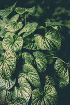 Natural abstract background leaves ground-cover green plant close-up