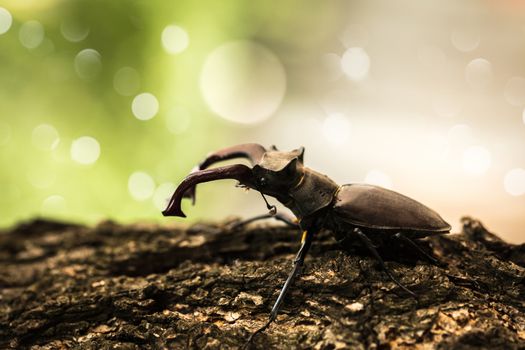 Big black beetle with horns on the trunk of a tree