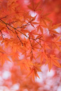 Vibrant Japanese Autumn Maple leaves Landscape with blurred background in vertical frame