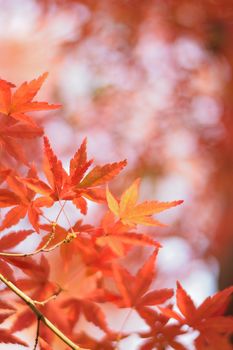 Macro details of Vibrant Japanese Autumn Maple leaves in vertical frame